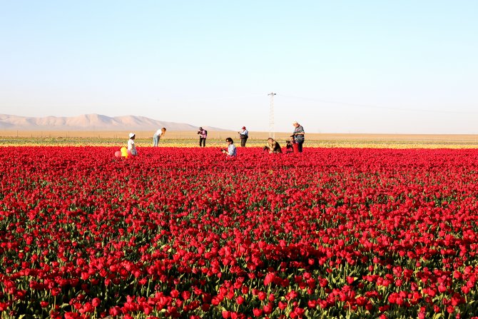 Konya’nın lalesi İstanbul’u süslüyor