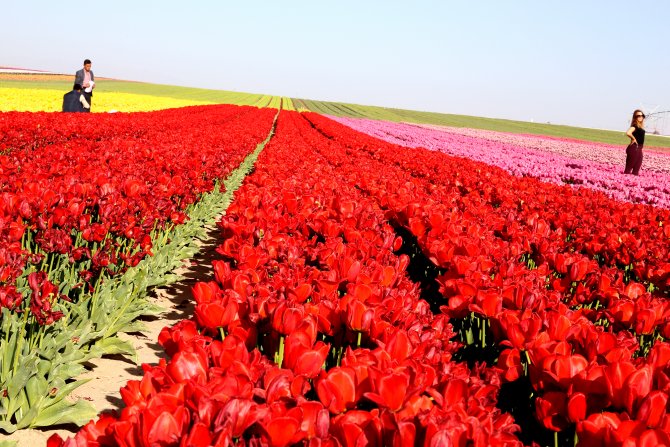 Konya’nın lalesi İstanbul’u süslüyor