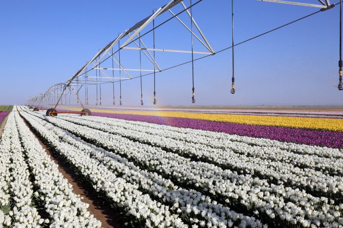 Konya’nın lalesi İstanbul’u süslüyor