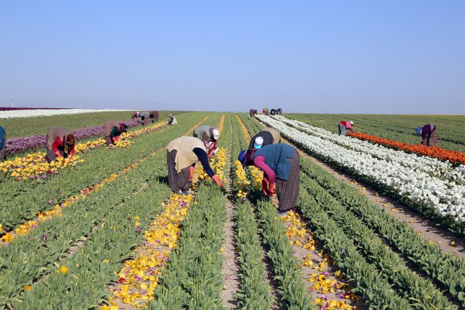 Konya’nın lalesi İstanbul’u süslüyor