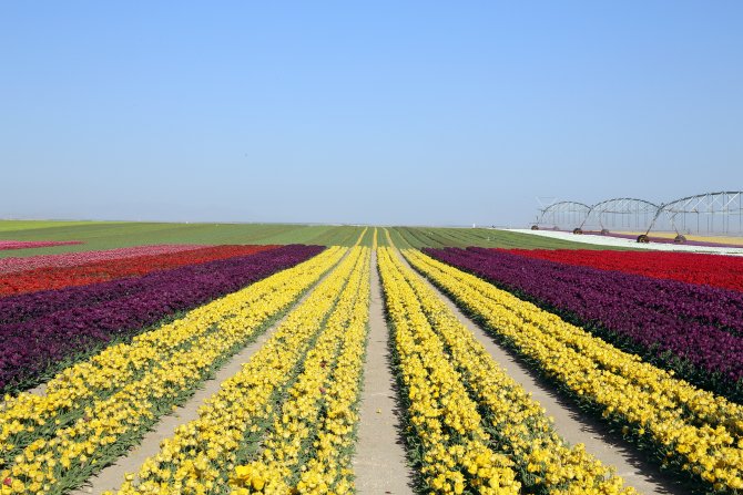Konya’nın lalesi İstanbul’u süslüyor
