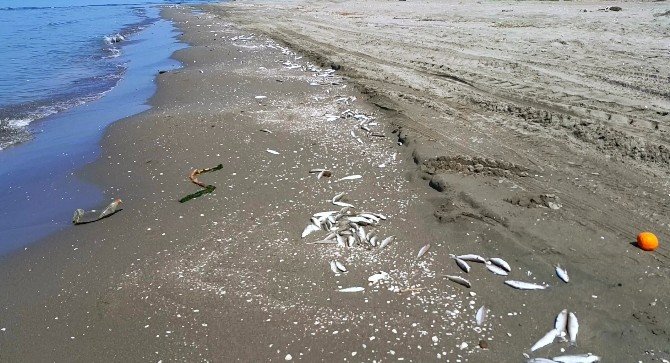 Mersin’de Sahile Binlerce Ölü Balık Vurdu