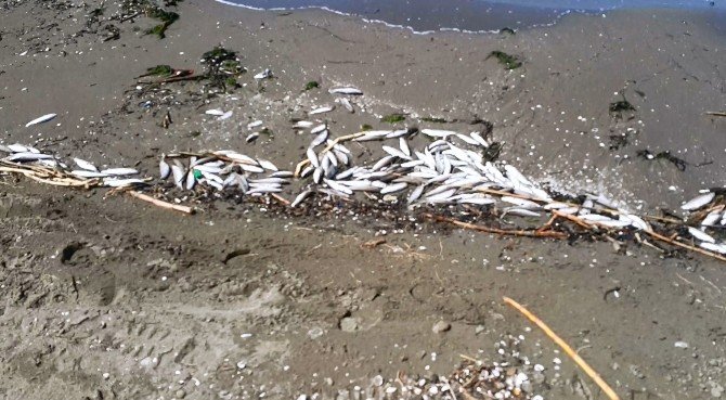 Mersin’de Sahile Binlerce Ölü Balık Vurdu