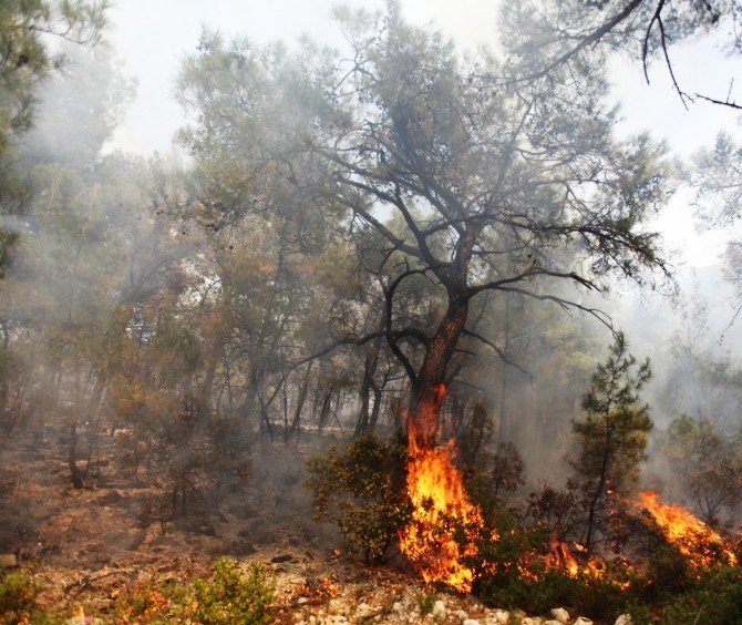 Bodrum’daki Orman Yangın Otellere Ulaşmadan Söndürüldü