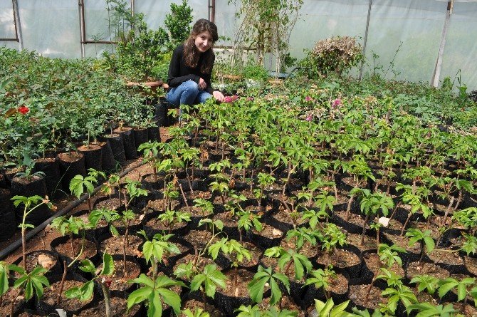 Silifke Belediyesi Yılda 150 Bin Çiçek Üretiyor