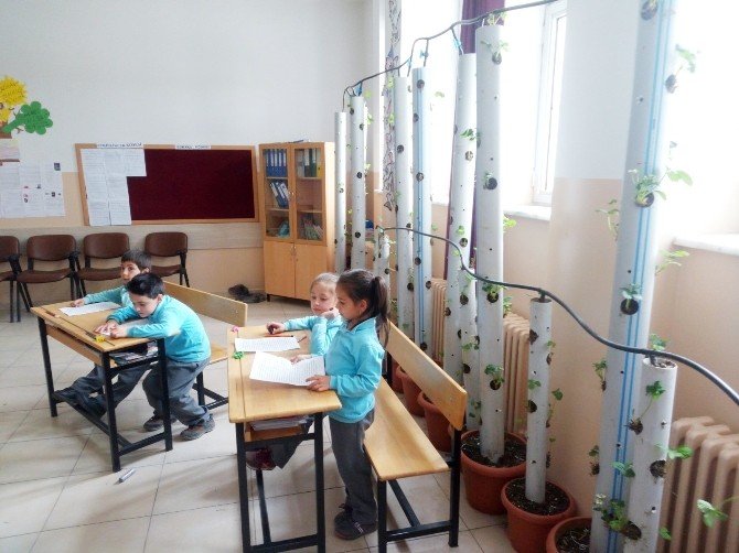 Dereköy Ortaokulu’nda ’Okul Benim Çileğimdir’ Projesi