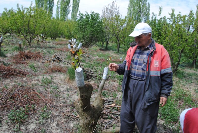 Yüksek kalitede ürün almak için meyve ağaçları aşılanmaya başlandı