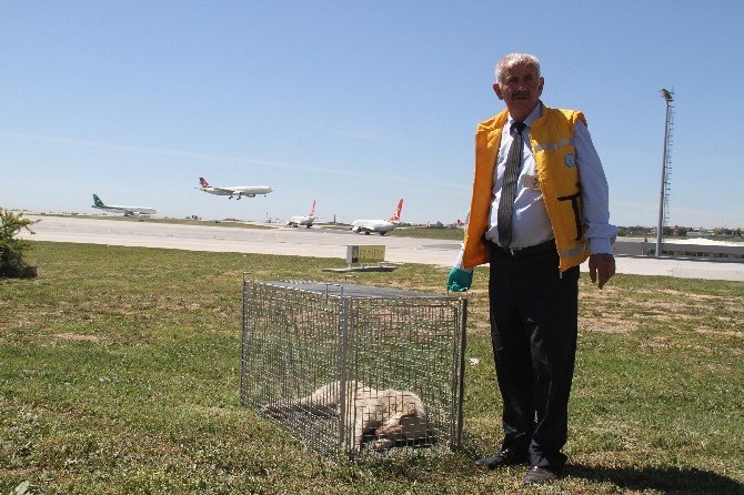 Havalimanına Giren Köpekler İçin Özel TİM