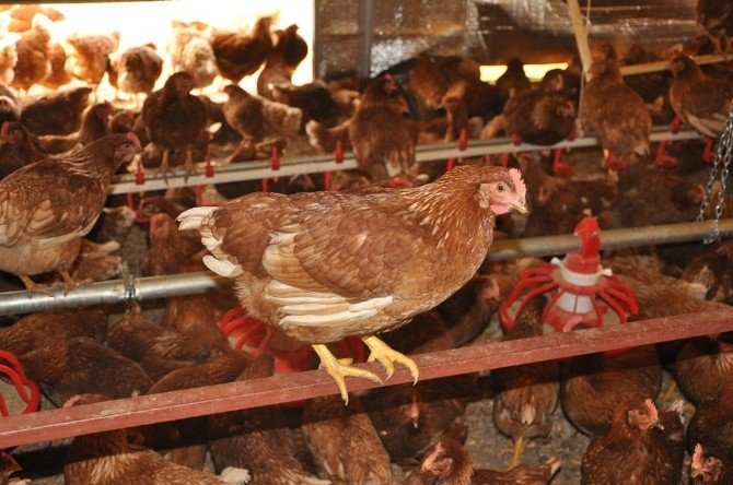 Genç Girişimci Organik Yumurta Çiftliği Kurdu