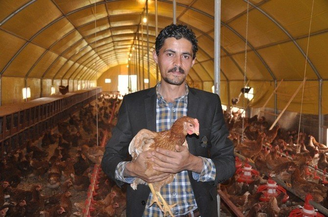 Genç Girişimci Organik Yumurta Çiftliği Kurdu