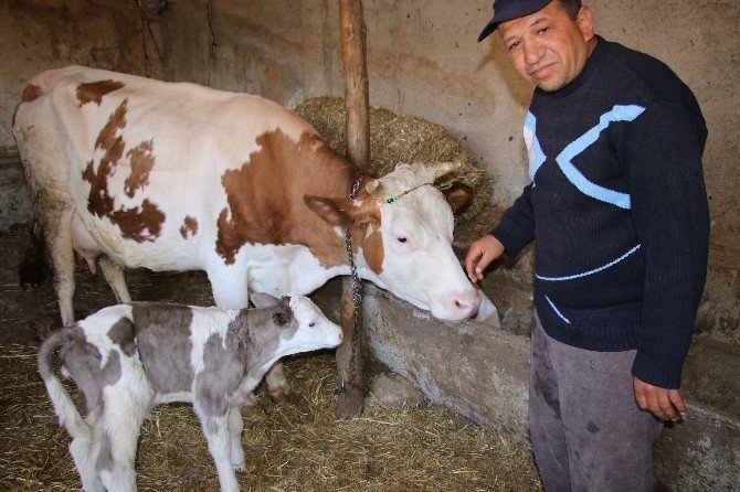 Eskişehir’in Seyitgazi İlçesinde Bir İnek Üçüz Doğurdu