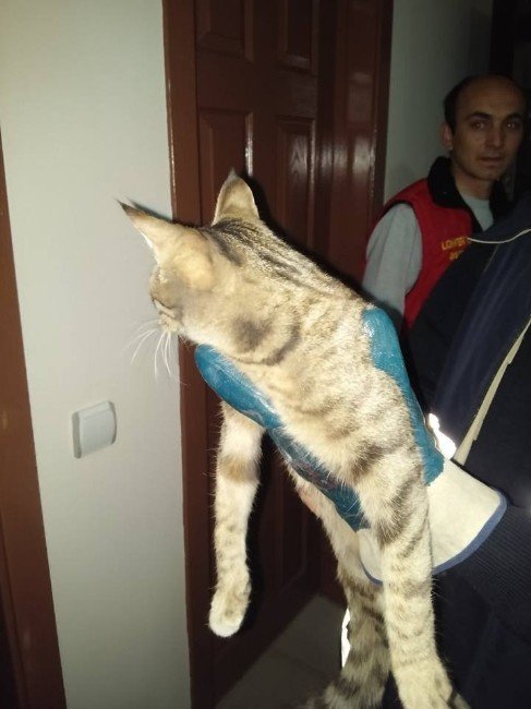 Havalandırma Boşluğuna Sıkışan Kediyi İtfaiye Kurtardı