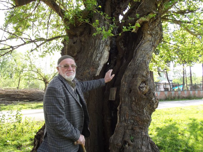'Tarihi dut ağacı koruma altına alınsın'