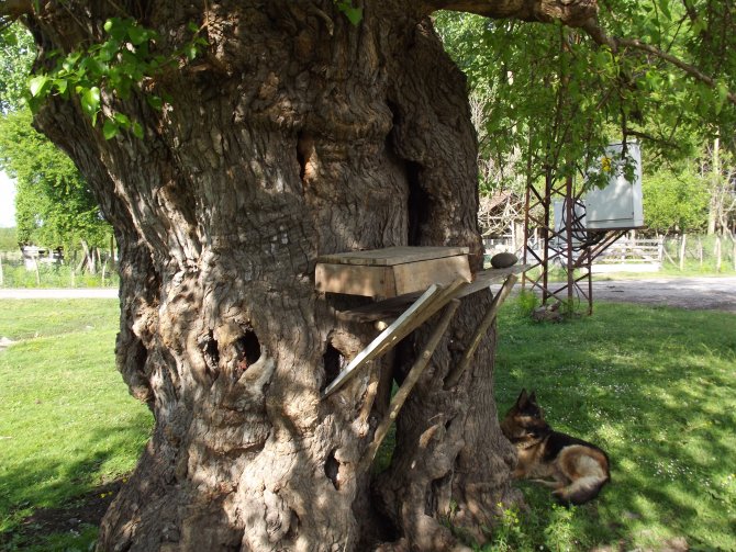 'Tarihi dut ağacı koruma altına alınsın'