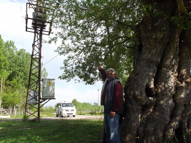 'Tarihi dut ağacı koruma altına alınsın'