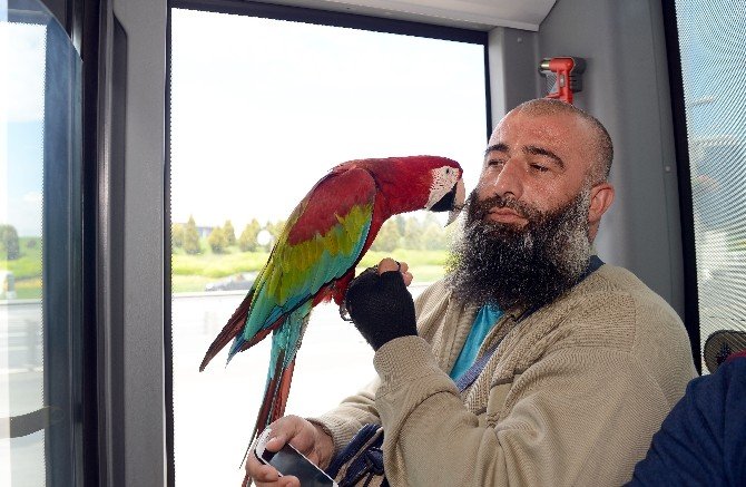 "Allah" Diyen Papağan Metrobüs Yolcularını Hayrete Düşürdü
