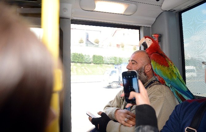 "Allah" Diyen Papağan Metrobüs Yolcularını Hayrete Düşürdü