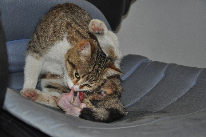 Doğum Sancısı Çeken Kedi Polise Sığındı