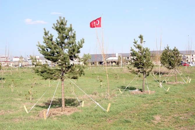 Üniversite kampüsüne 15 bin ağaç dikildi