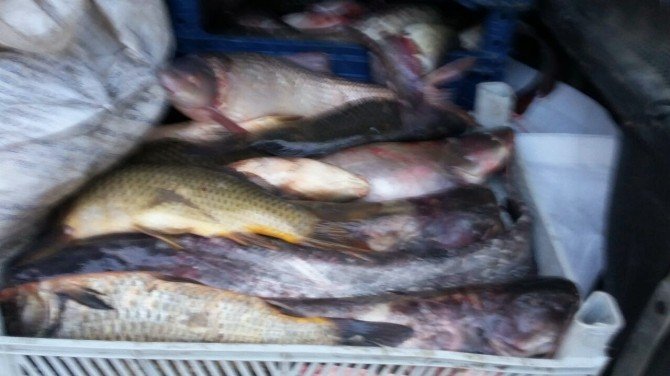 520 Kilo Kaçak Balık Ele Geçirildi