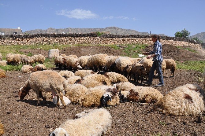 15 Günde 250 Koyunu Telef Olan Köylüler Çare İstiyor
