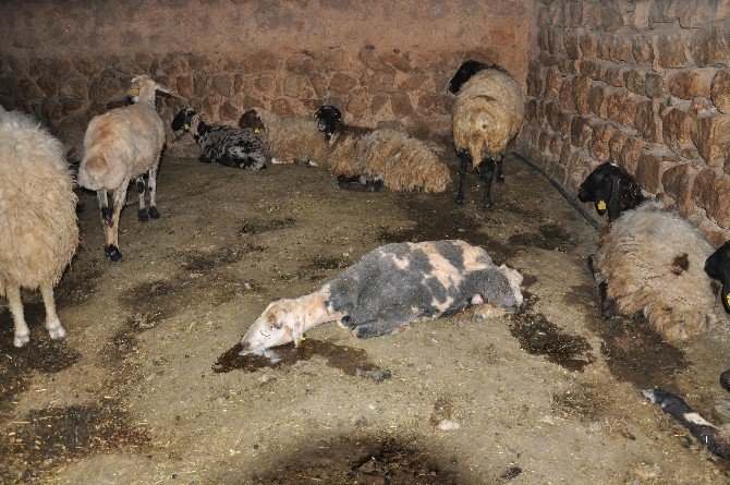 15 Günde 250 Koyunu Telef Olan Köylüler Çare İstiyor