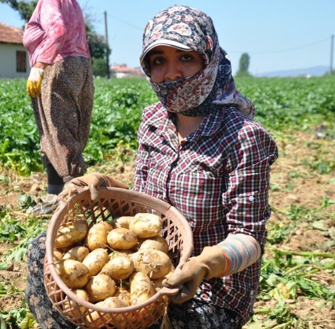 Ödemiş’te Yılın İlk Patates Hasadı Yapıldı