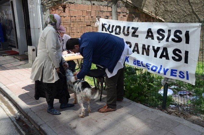 Belediyeden Köpeklere Ücretsiz Kuduz Aşısı