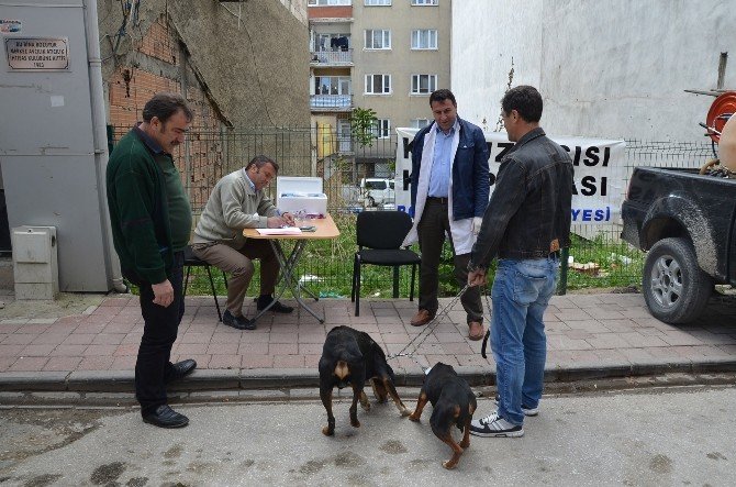 Belediyeden Köpeklere Ücretsiz Kuduz Aşısı