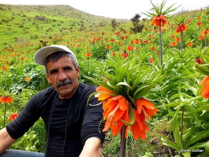 Dünyanın En Nadide Çiçeği Dağlara Renk Kattı