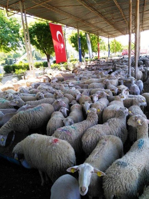 İzmir Büyükşehir Kiraz’da İkinci Kez Koyun Keçi Dağıttı