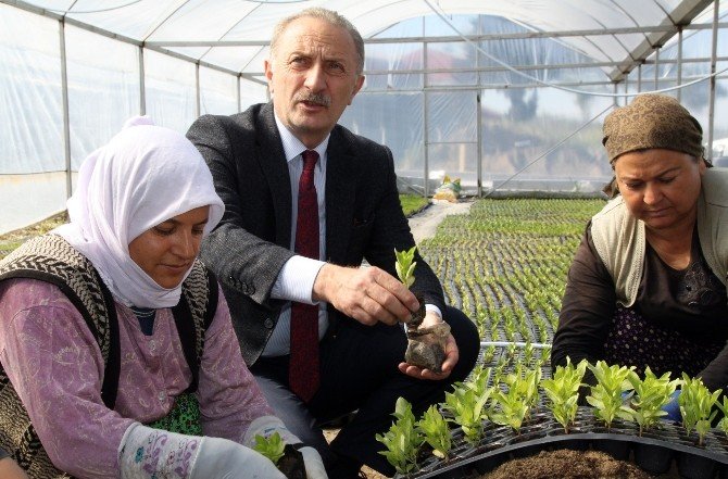 Doğanbey’i Bırak, Akköy’e Bak