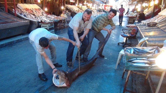 Mersin’de Balıkçıların Ağına Köpek Balığı Takıldı
