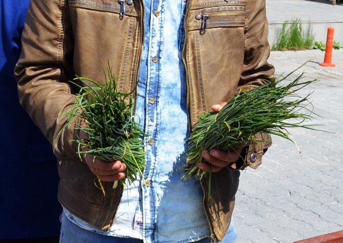 Peynire Katılan Heliz Otu Ve Sirmo Piyasaya Çıktı