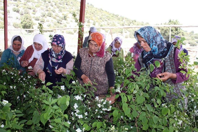 Kadın Çiftçiler Parfümeri Sektörüne El Attı