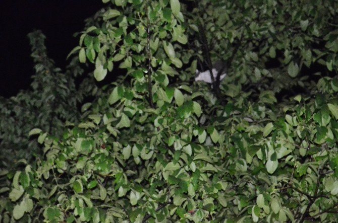 Ağaçta Mahsur Kalan Kediler İtfaiyeyi Alarma Geçirdi