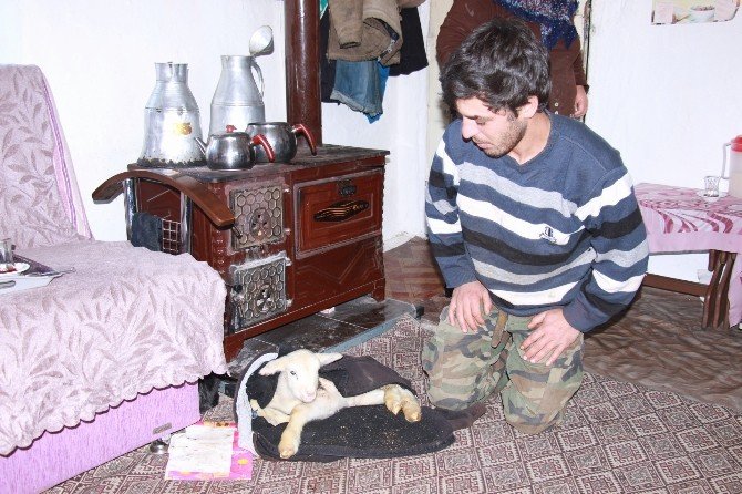 Minik kuzu kuzine başında