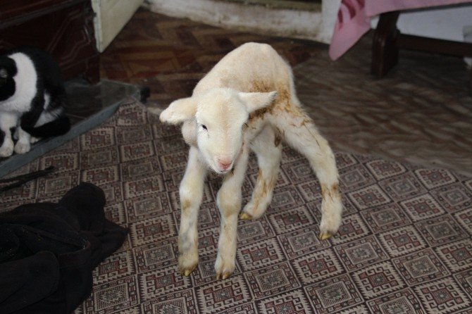 Minik kuzu kuzine başında