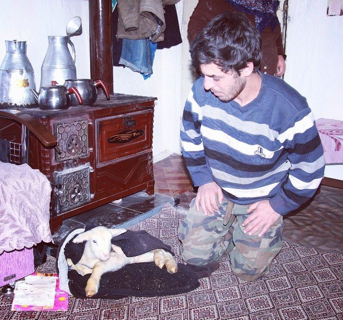 Minik kuzu kuzine başında