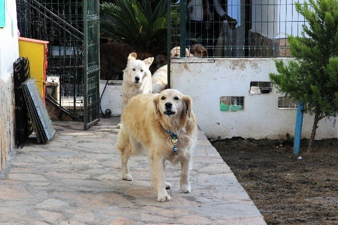 Sokakta kalan “Golden Çetesi” lüks villaya yerleşti