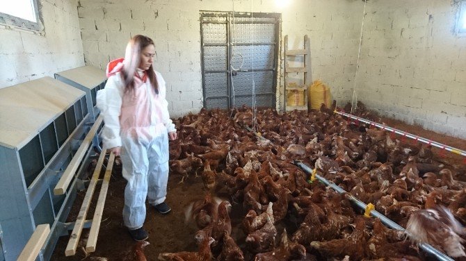 Eynesil'de hibe desteğiyle tavuk çiftliği kurdu