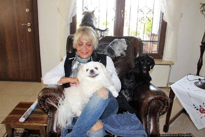 Sokakta kalan “Golden Çetesi” lüks villaya yerleşti