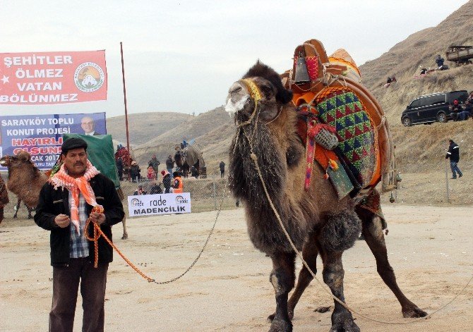 Denizli’de 33’üncü deve güreşleri festivali