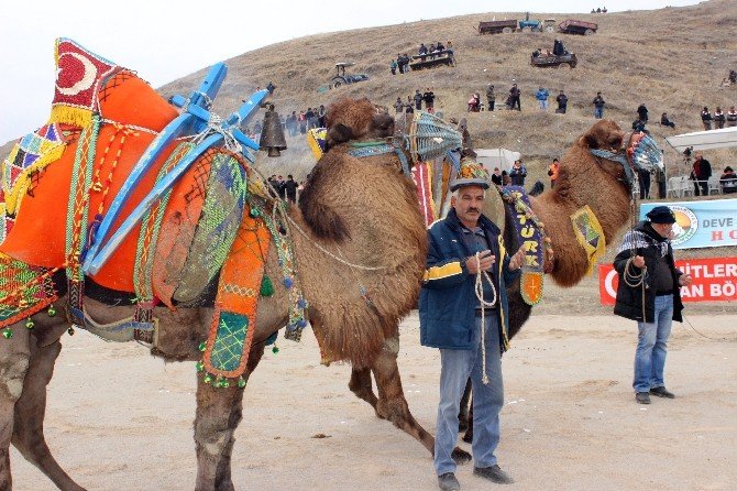 Denizli’de 33’üncü deve güreşleri festivali