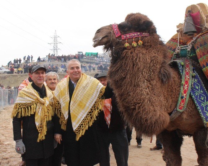 Denizli’de 33’üncü deve güreşleri festivali