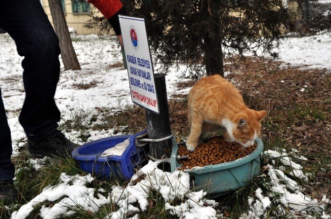 Karabük Belediyesi sokak hayvanlarını unutmadı