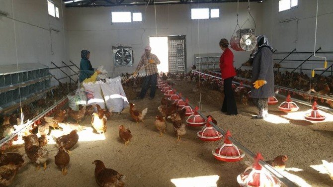 Kilis’te tavuk işletmeleri denetledi