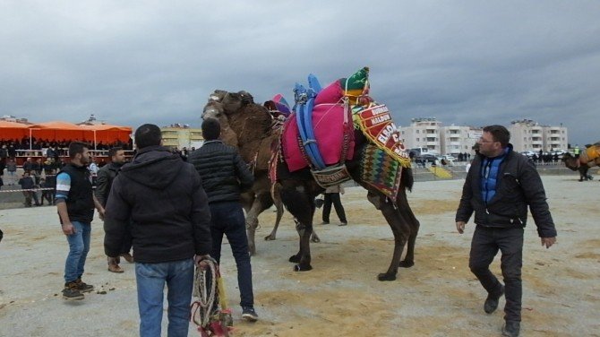 Yargıtay Başkanı Cirit, deve güreşi izledi