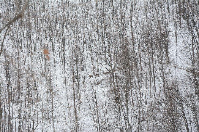 Kartepe’de yem yemeye gelen geyikler görüntülendi