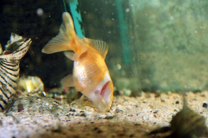 - Gözleri olmadan yaşayan japon balığı görenleri hayrete düşürüyor